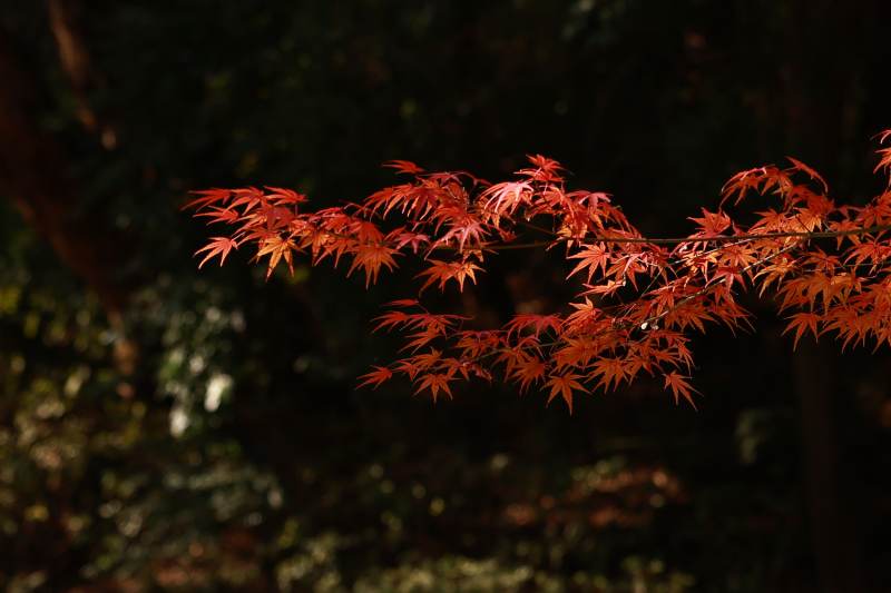 秋日紅葉映枝頭