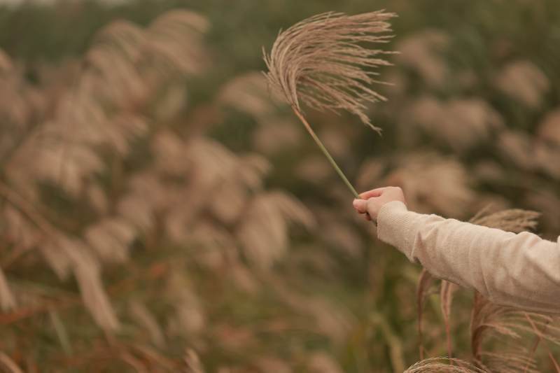 秋風(fēng)中的蘆葦與手