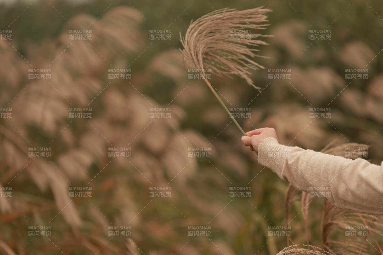 秋風中的蘆葦與手