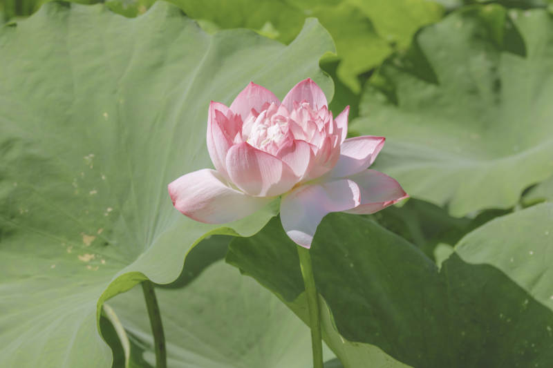池塘中的粉色蓮花