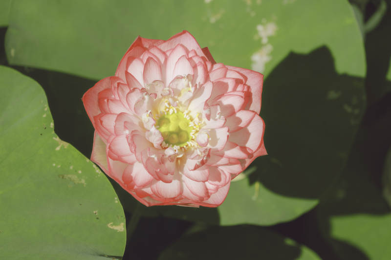 粉色蓮花綻放于綠葉間