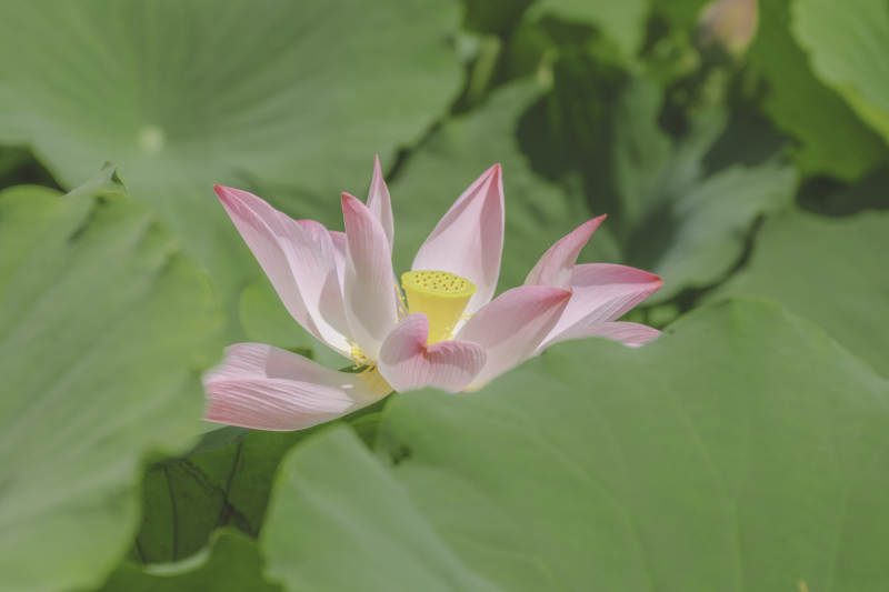 粉色蓮花在綠葉中綻放