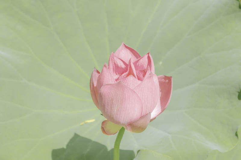 粉嫩蓮花靜謐綻放