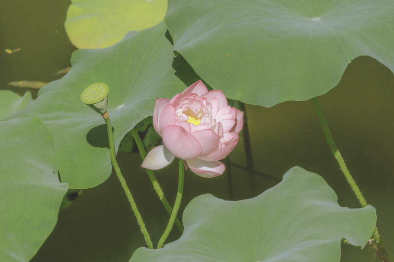 池塘中的蓮花盛開