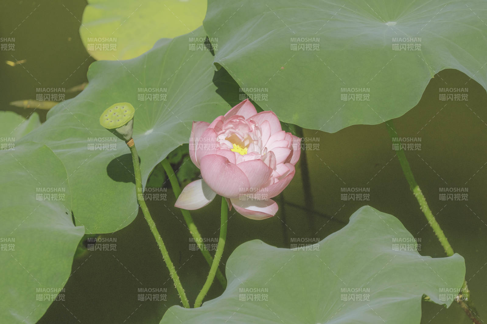 池塘中的蓮花盛開(kāi)