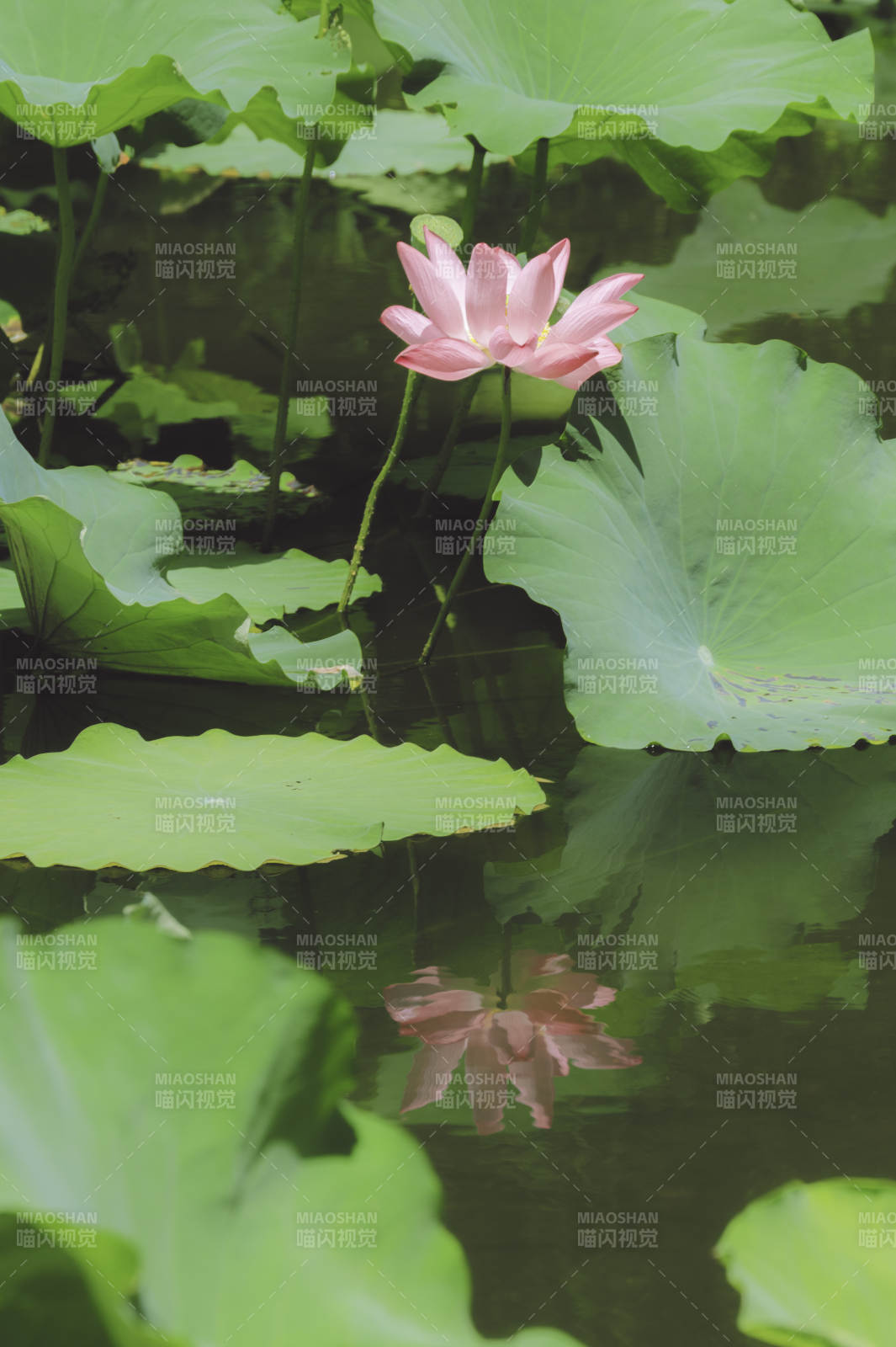 荷塘靜謐 蓮花映水