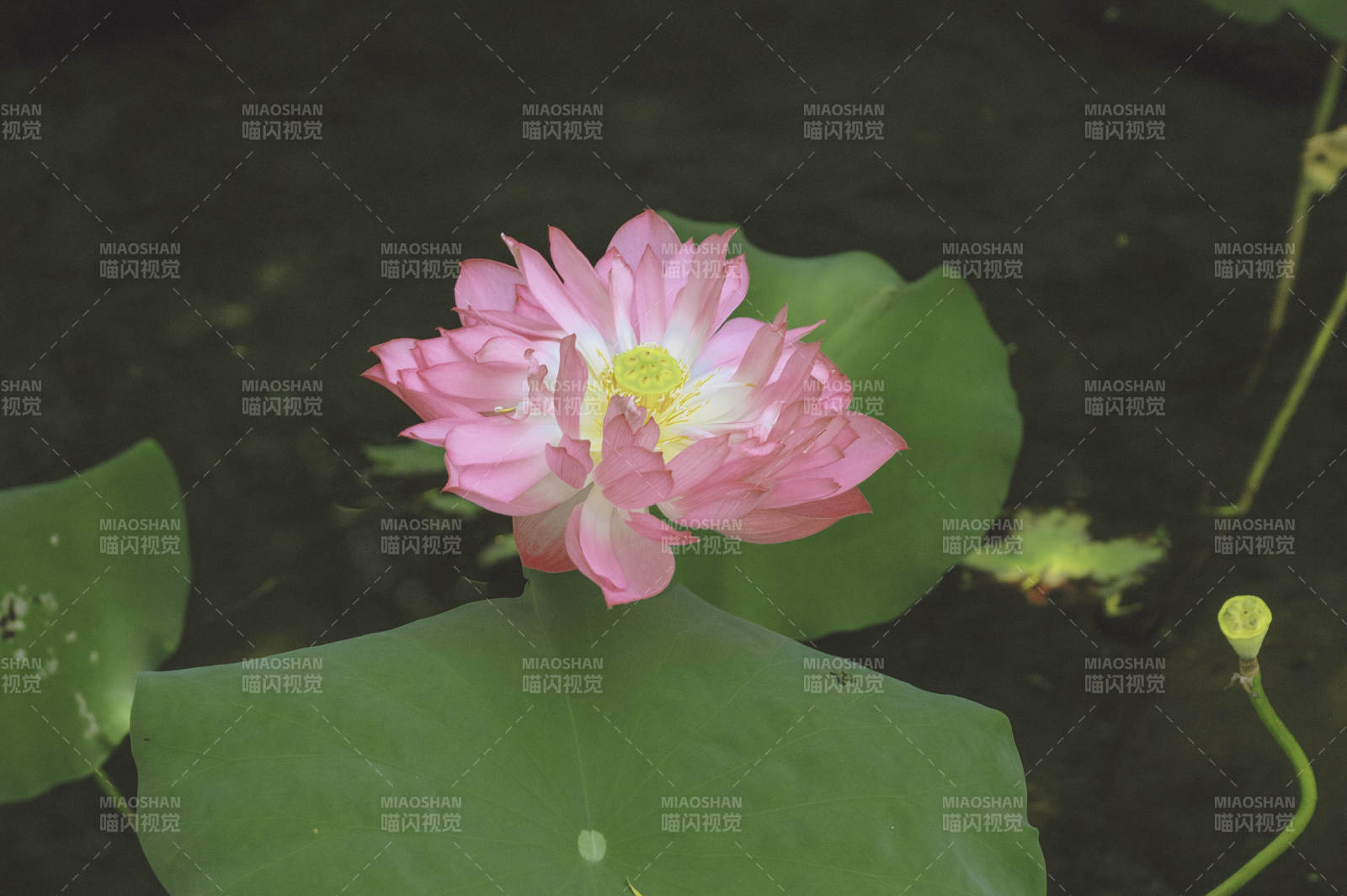池塘中的粉色蓮花