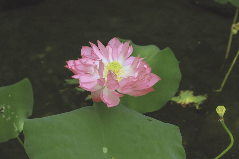 池塘中的粉色蓮花