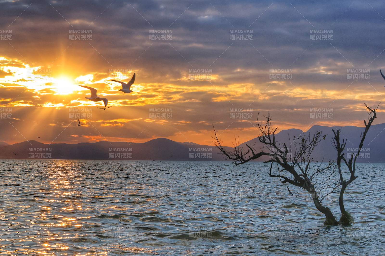 湖畔夕陽 飛鳥歸巢