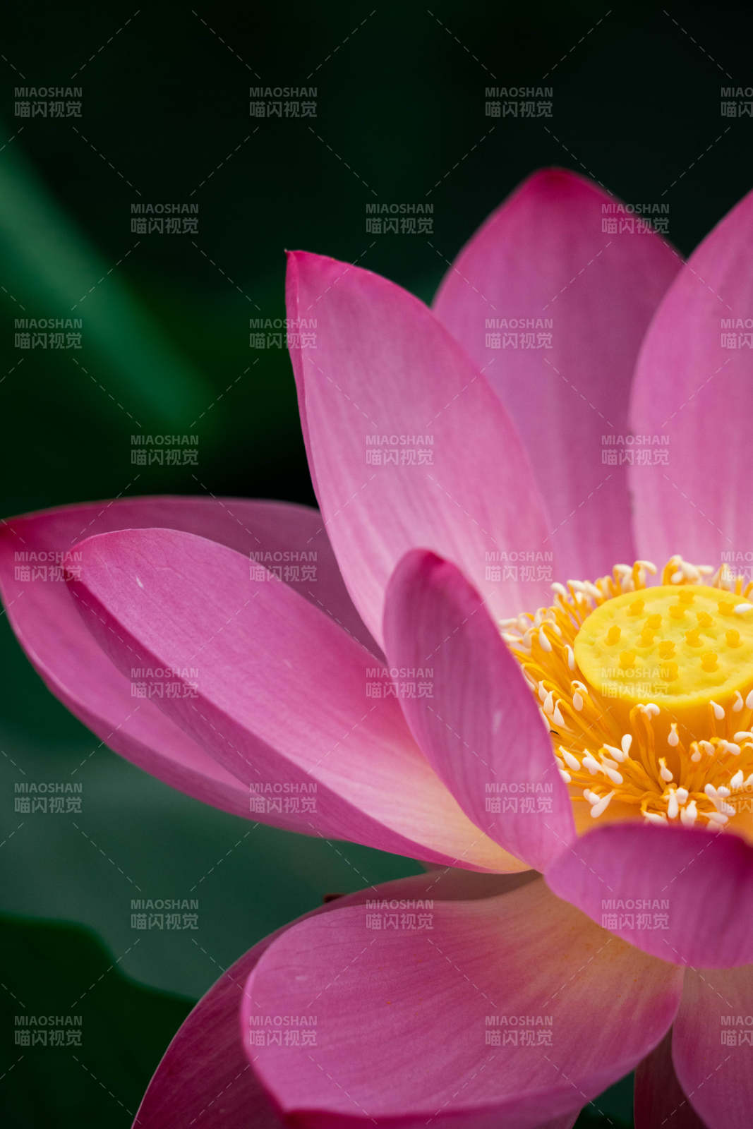 粉色蓮花的美麗瞬間