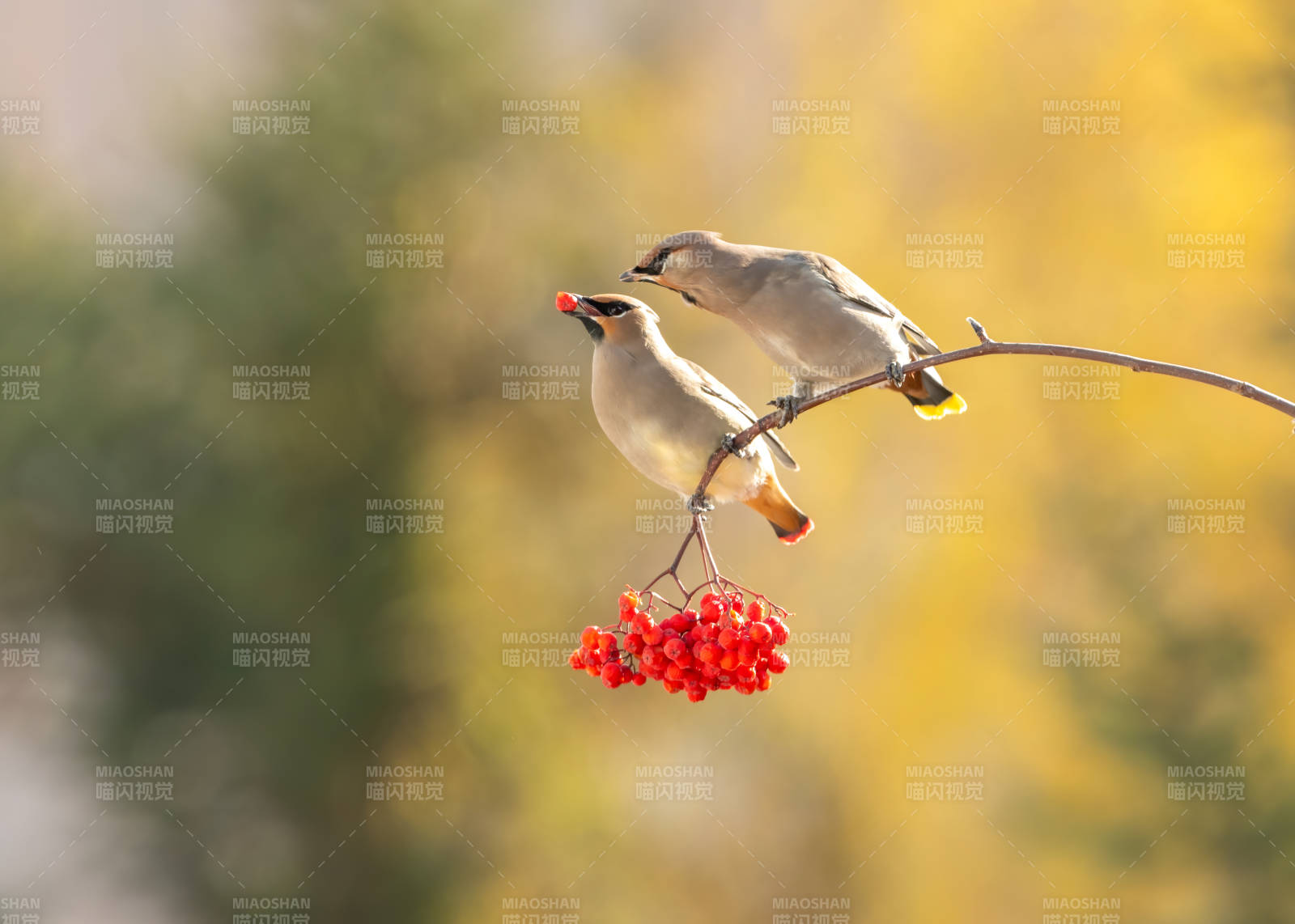秋日鳥兒共享紅果