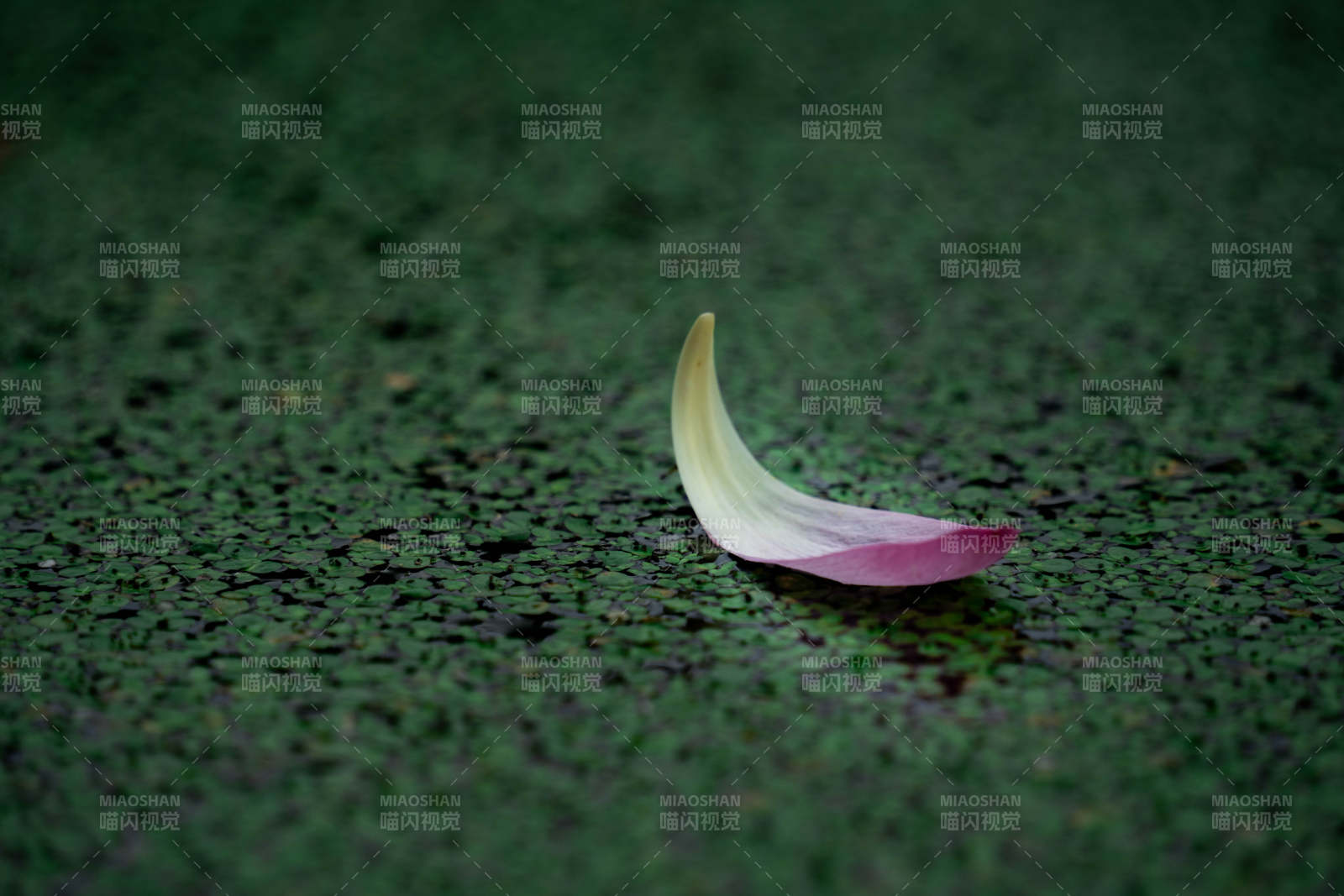 落花浮萍 靜謐之美