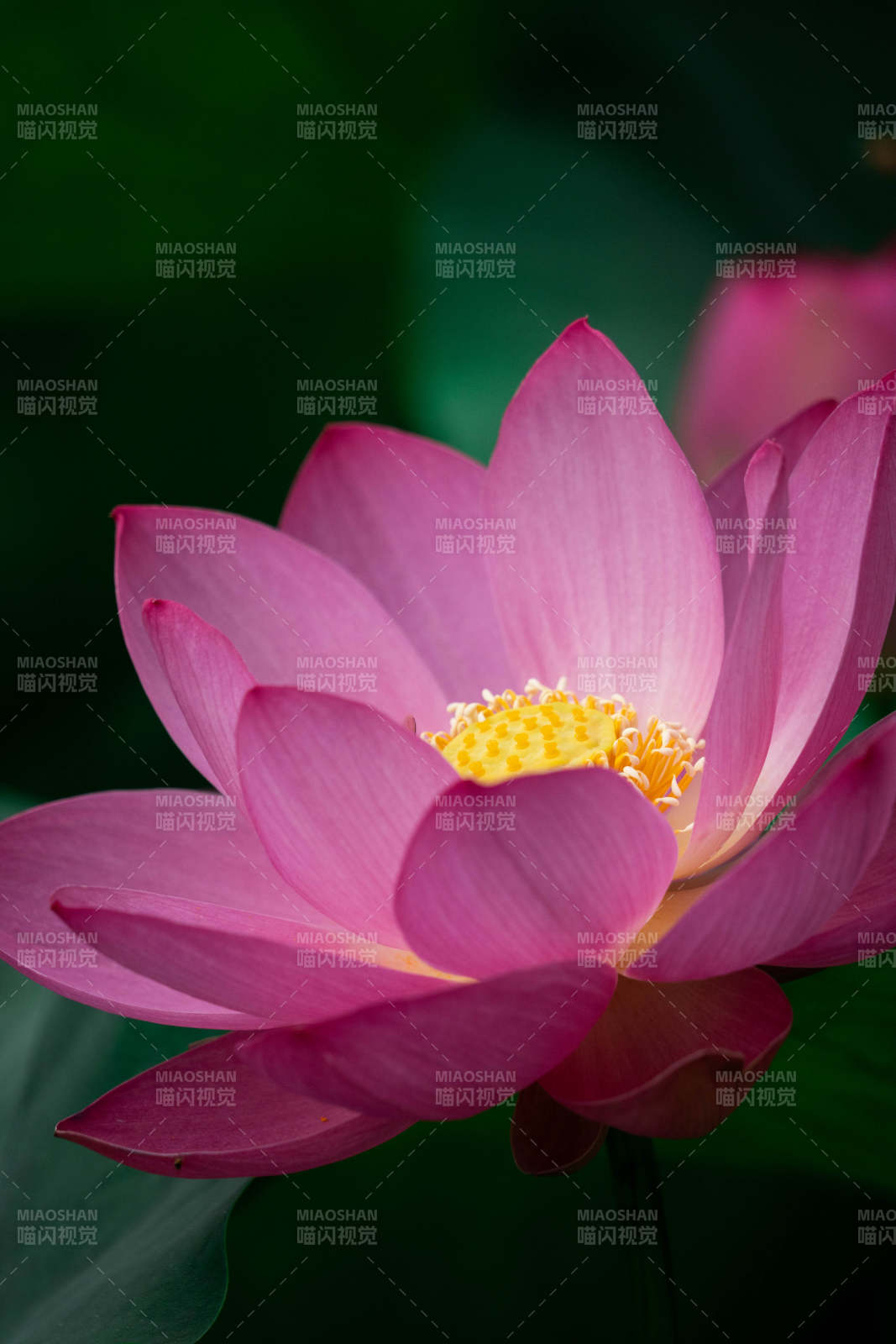 粉嫩蓮花綻放之美