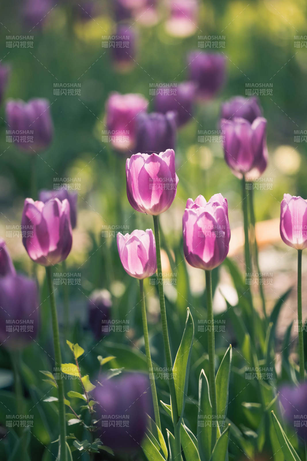 紫色郁金香花田美景