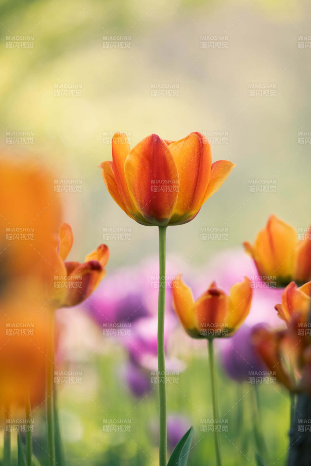 橙紅郁金香綻放花園中