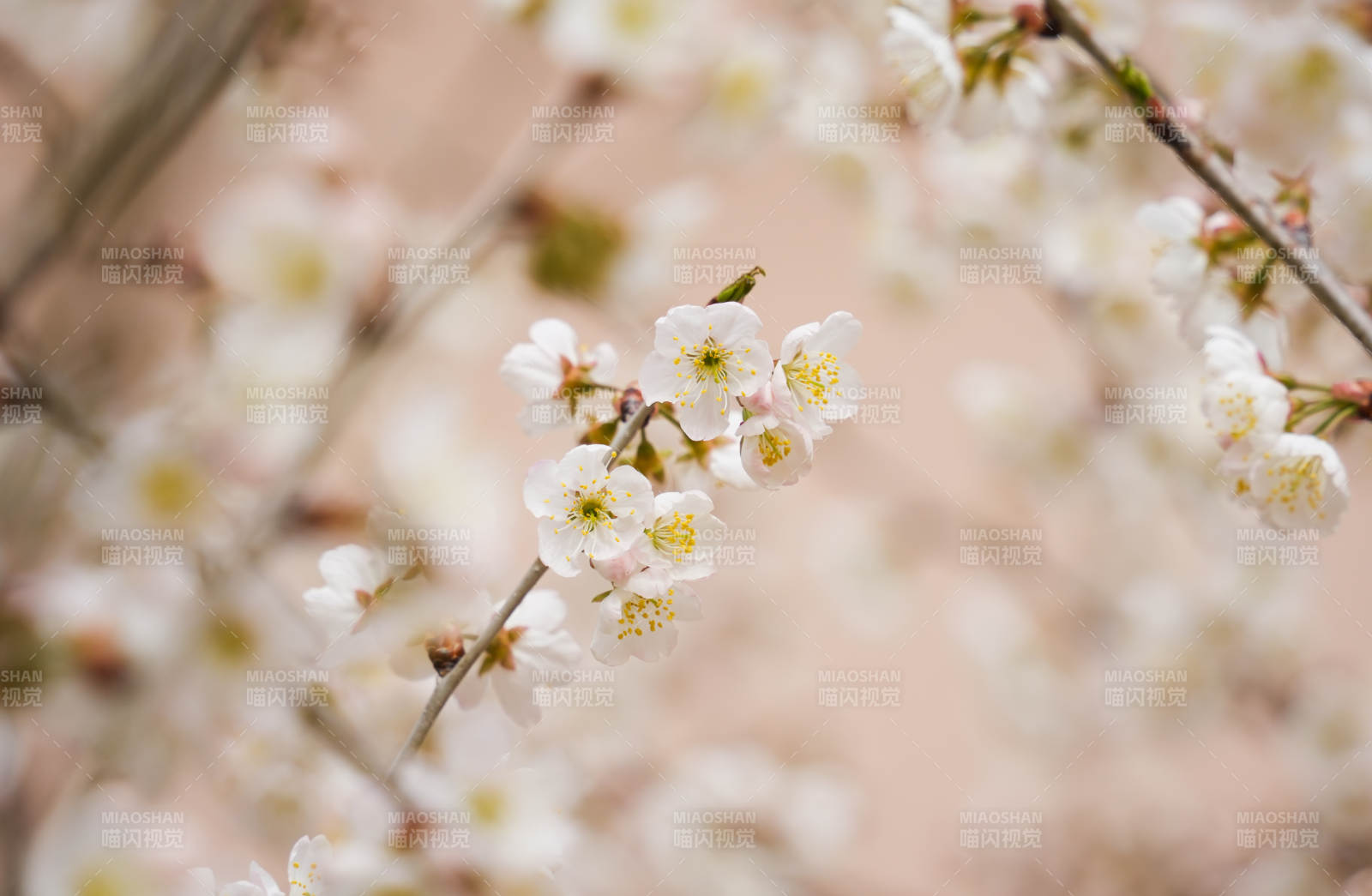 春日枝頭梅花綻放