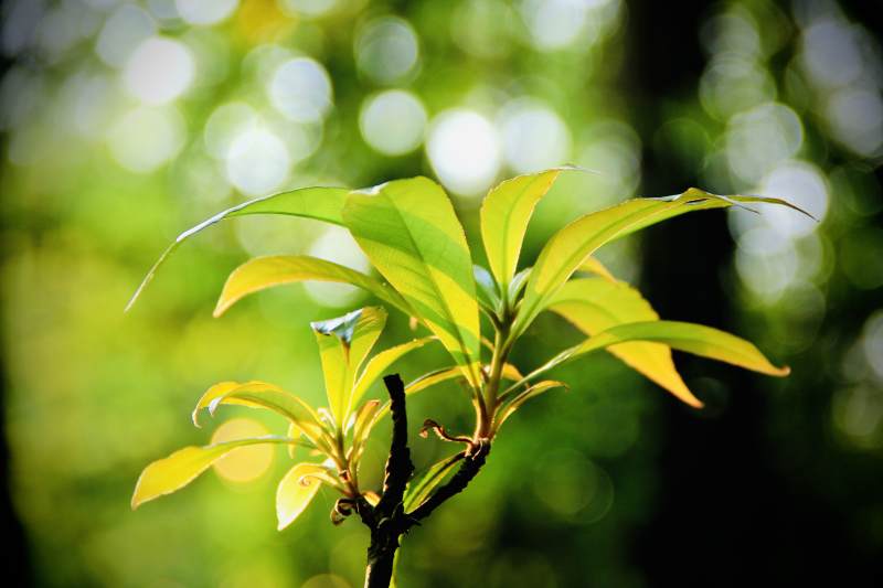 新芽在阳光下绽放生机