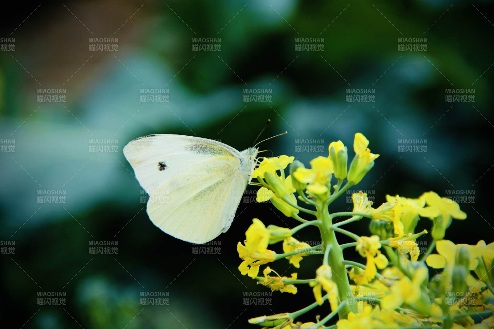 白蝶棲黃花 靜謐自然景