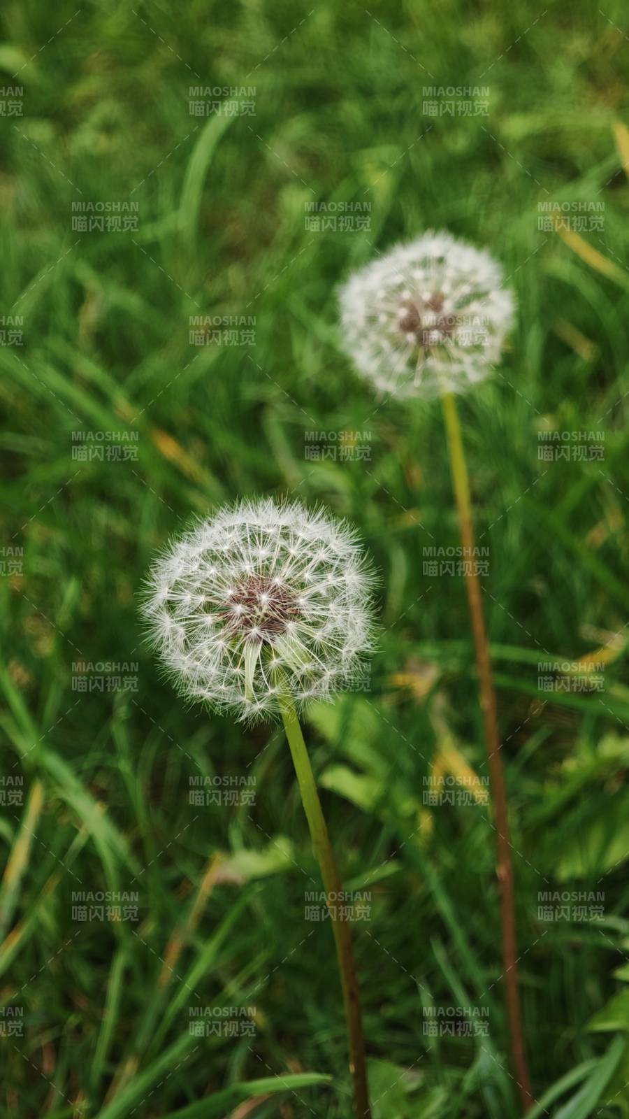 蒲公英的溫柔時光