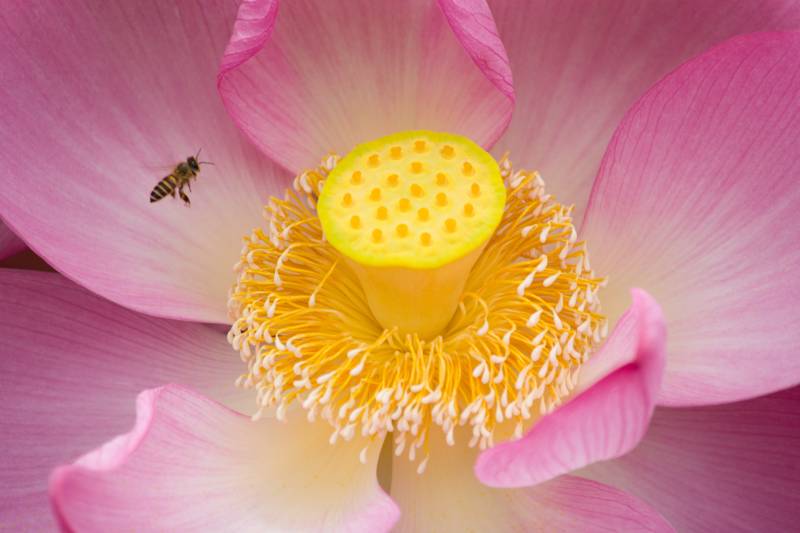 蜜蜂采蜜莲花心