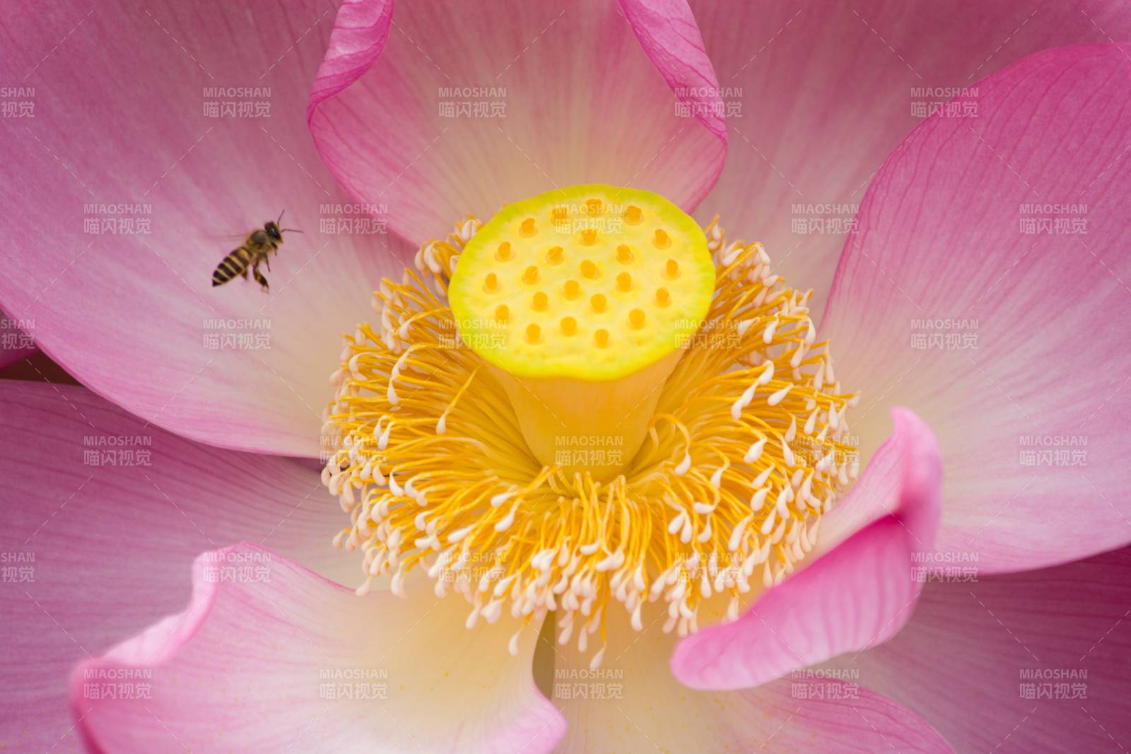 蜜蜂采蜜蓮花心