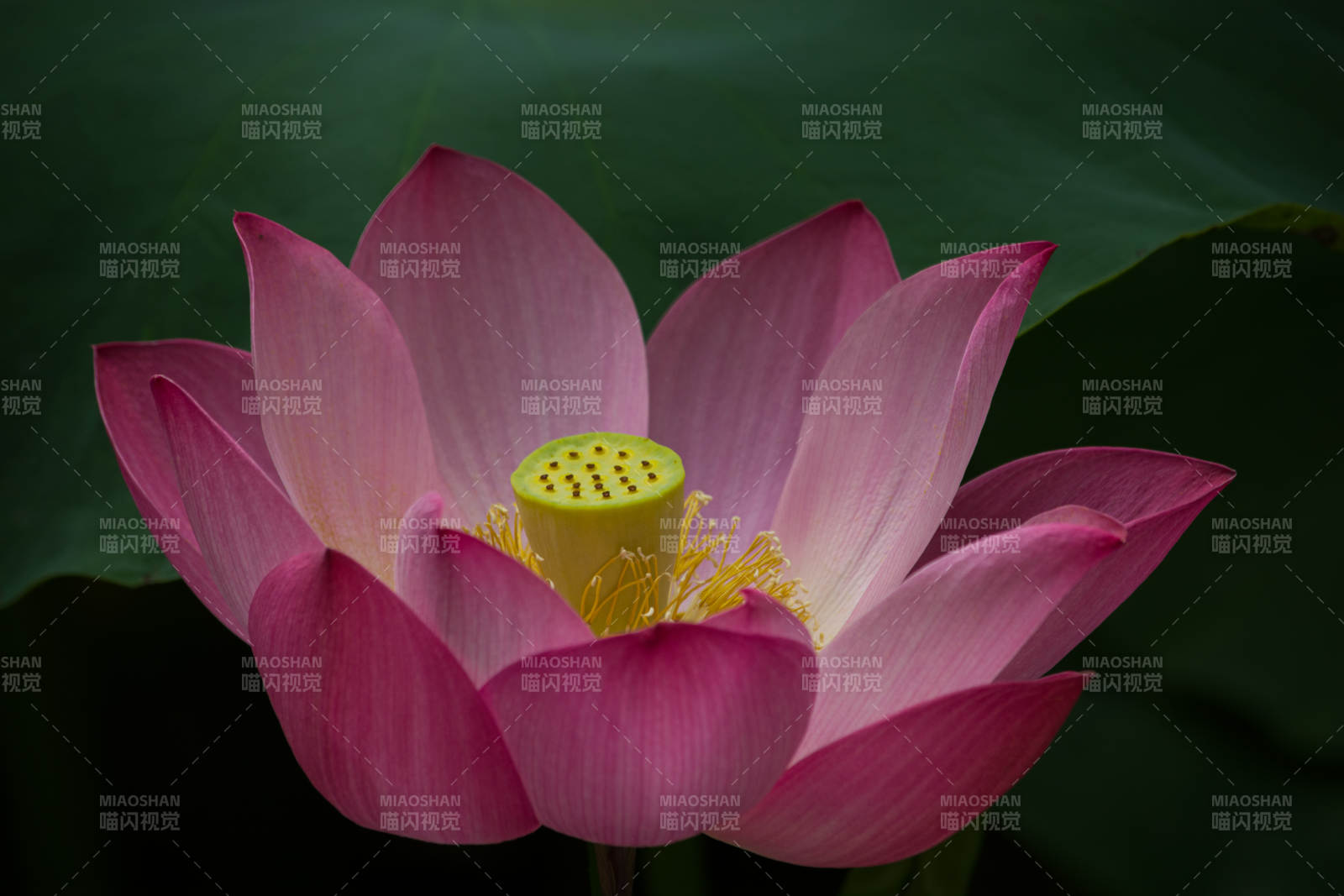 粉蓮綻放 靜謐之美