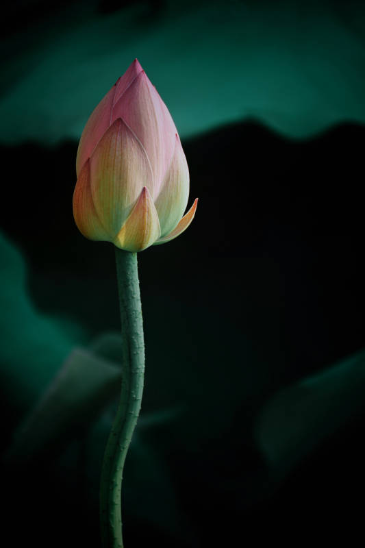 静谧莲花 含苞待放
