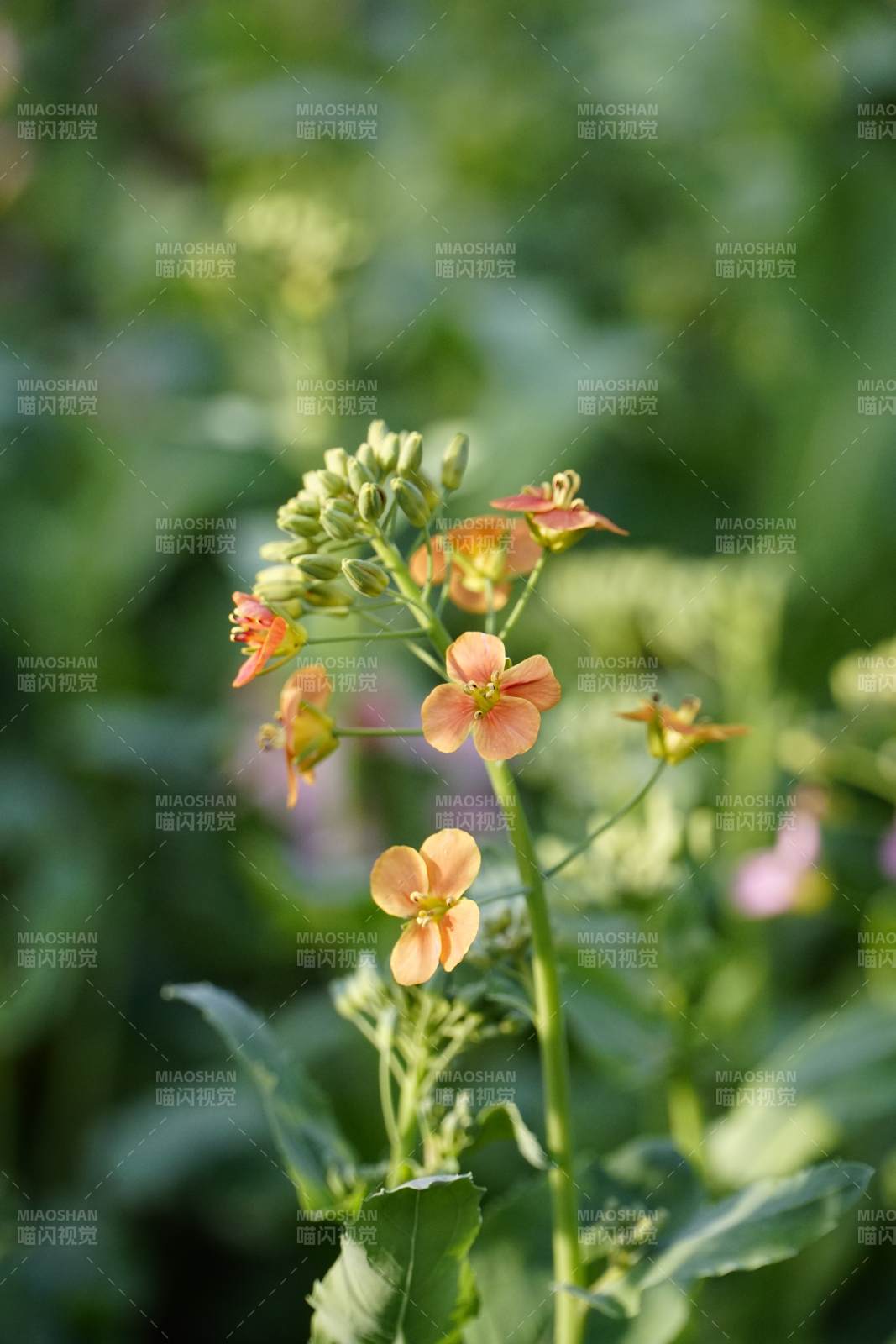 橙色小花在綠葉中綻放