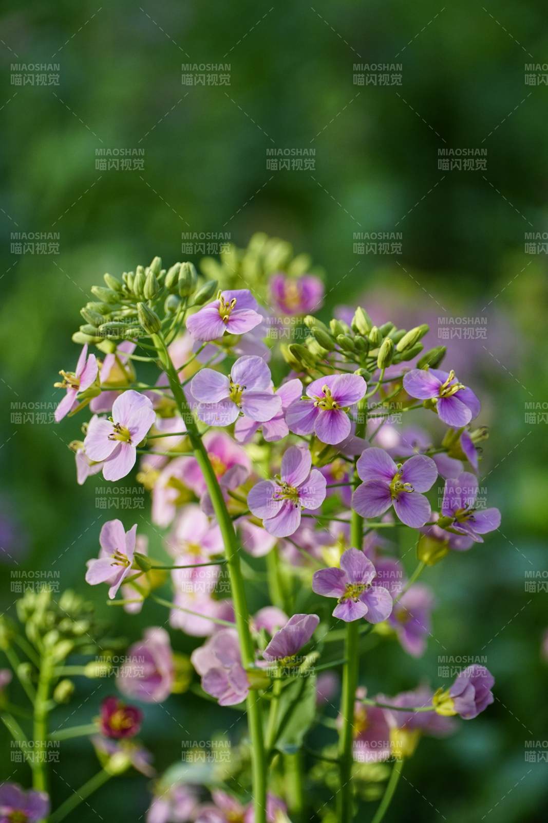 紫色小花綻放于綠葉間