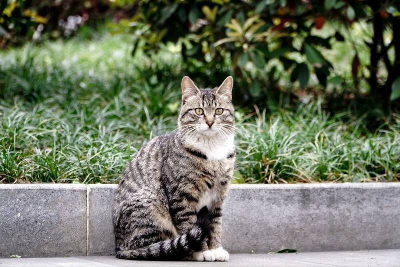 悠闲的花园猫咪