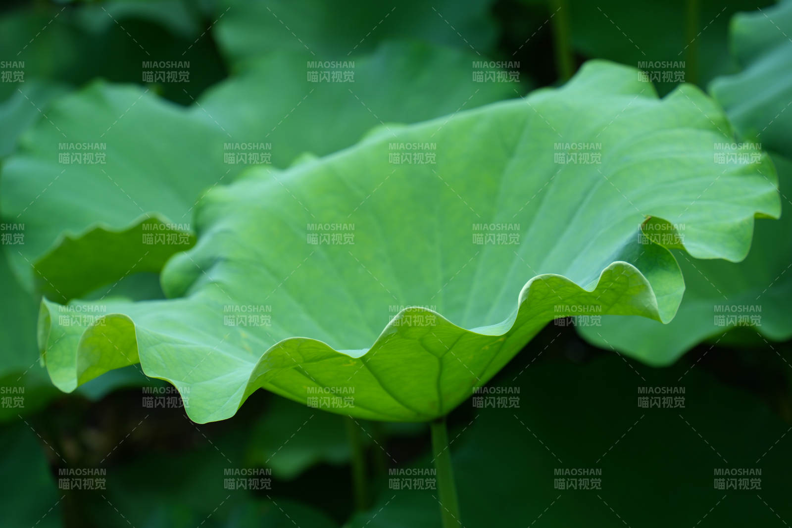 翠綠荷葉 自然之美