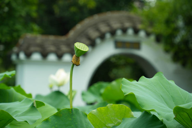荷塘静谧 古亭映翠