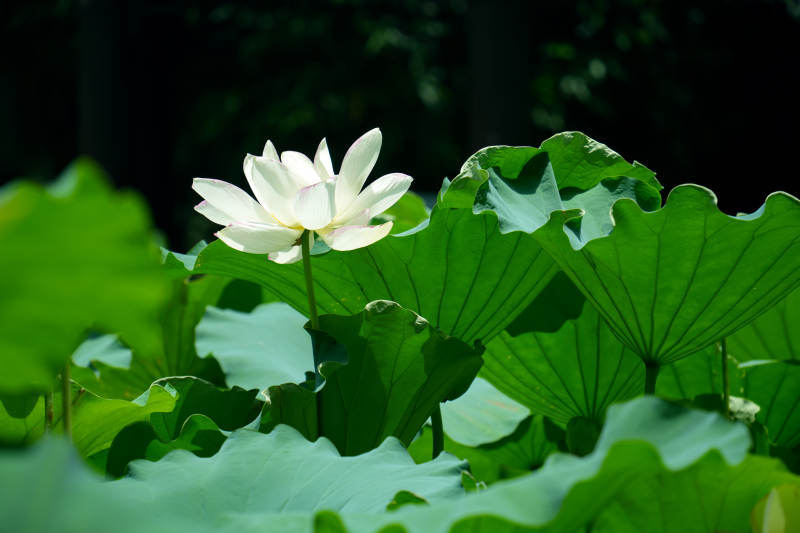荷塘清影 白莲绽放