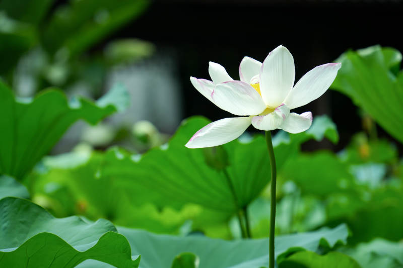 池塘中的莲花盛开