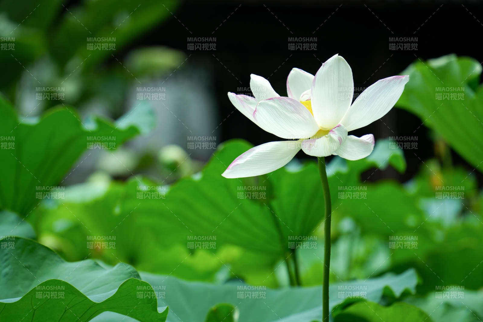 池塘中的蓮花盛開