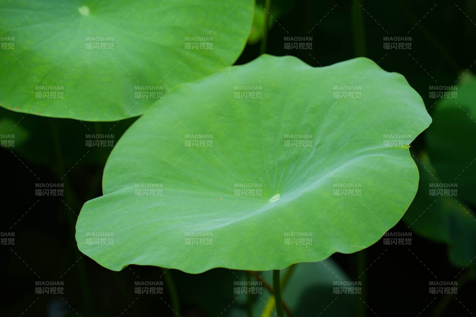 荷葉翠綠 靜謐自然