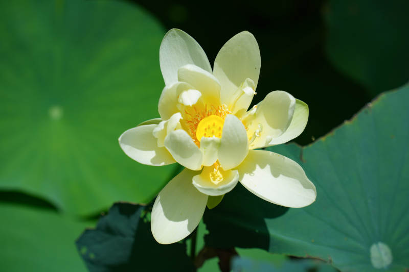 淡雅莲花映绿叶