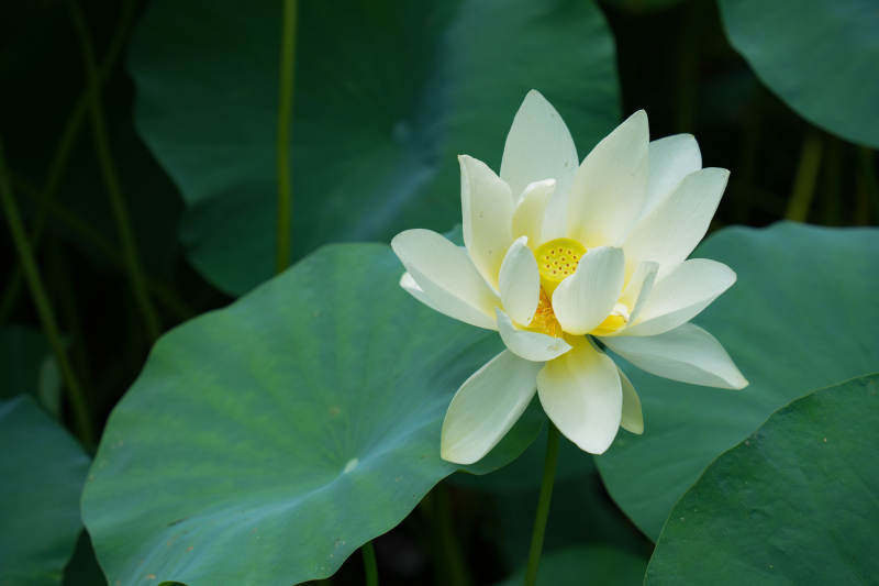 洁白莲花静谧绽放