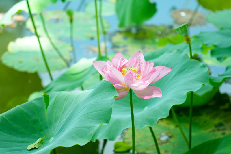 池塘中的粉色莲花