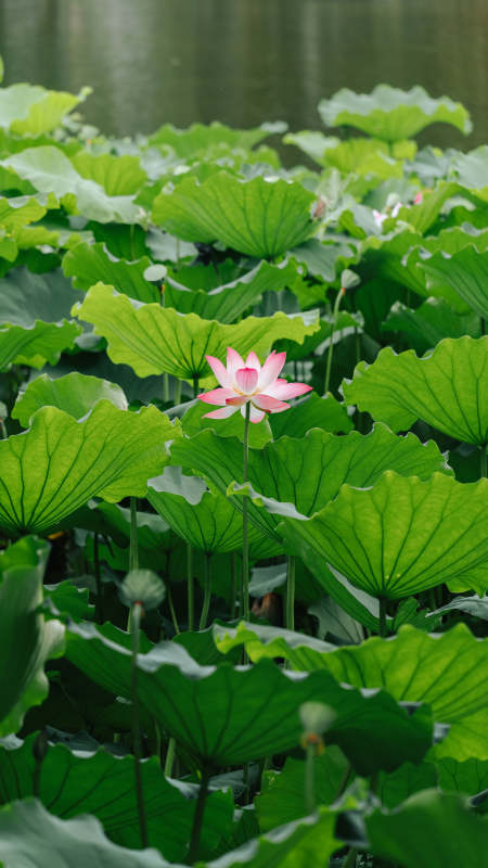 荷塘清幽 莲花独绽