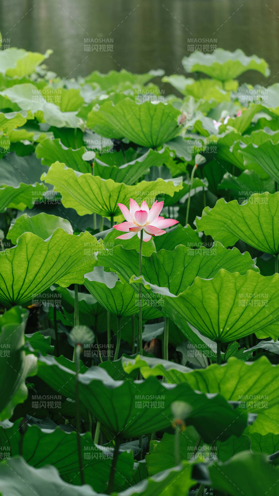 荷塘清幽 蓮花獨綻