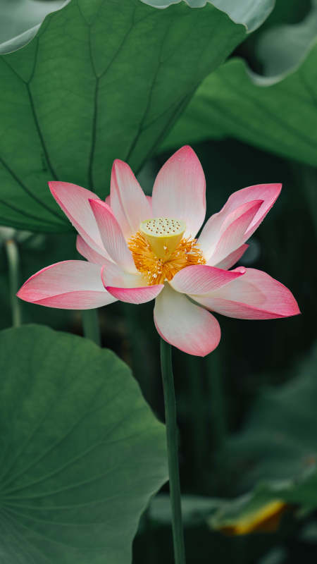 粉白莲花映绿叶