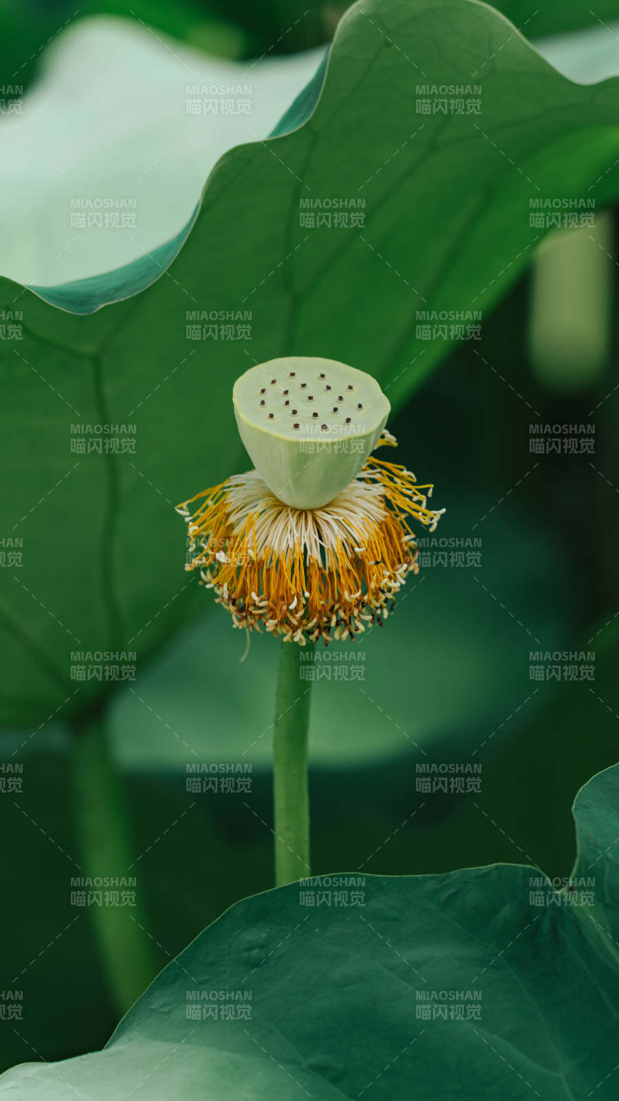莲蓬初绽 绿叶相伴