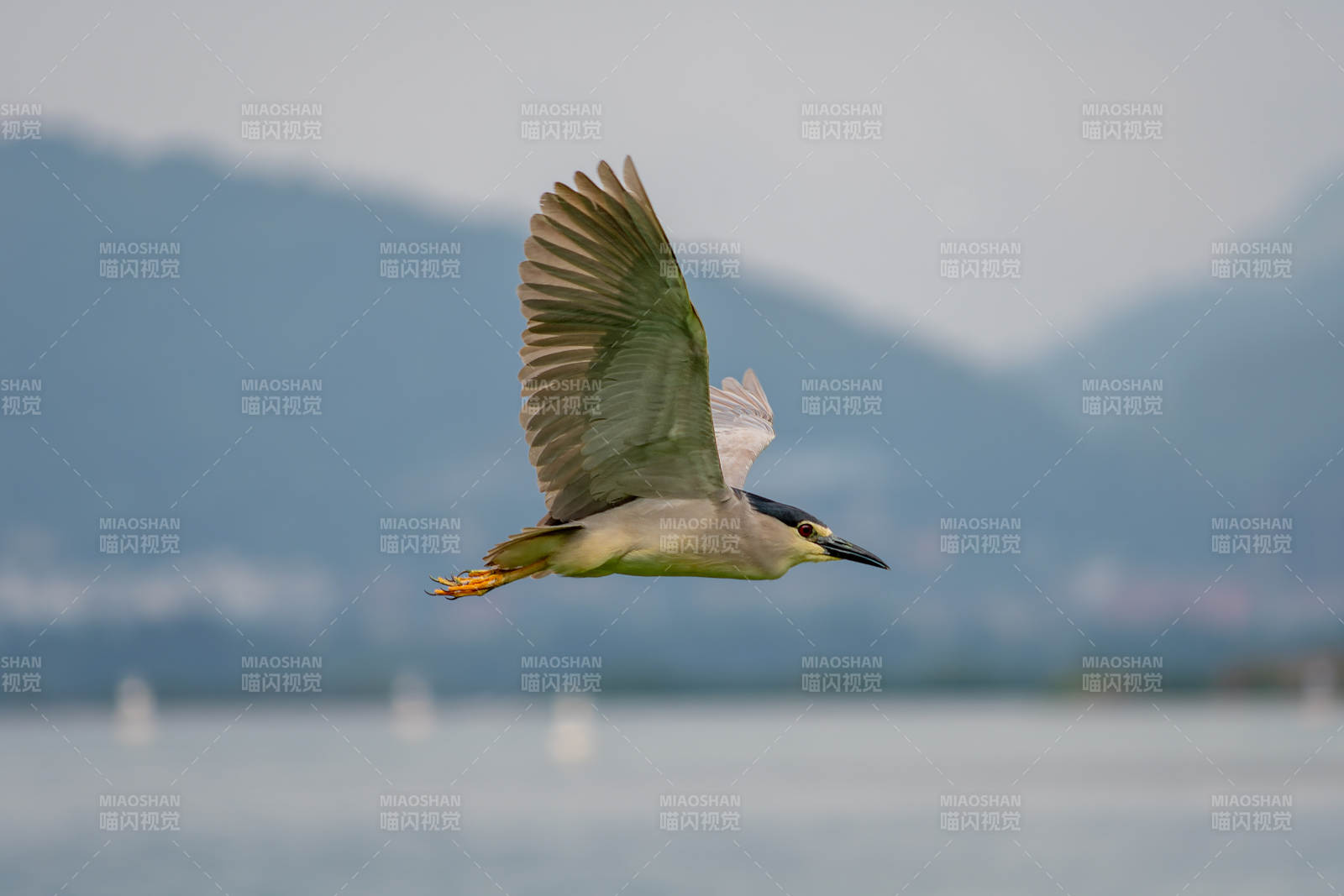 夜鷺飛翔于湖面之上