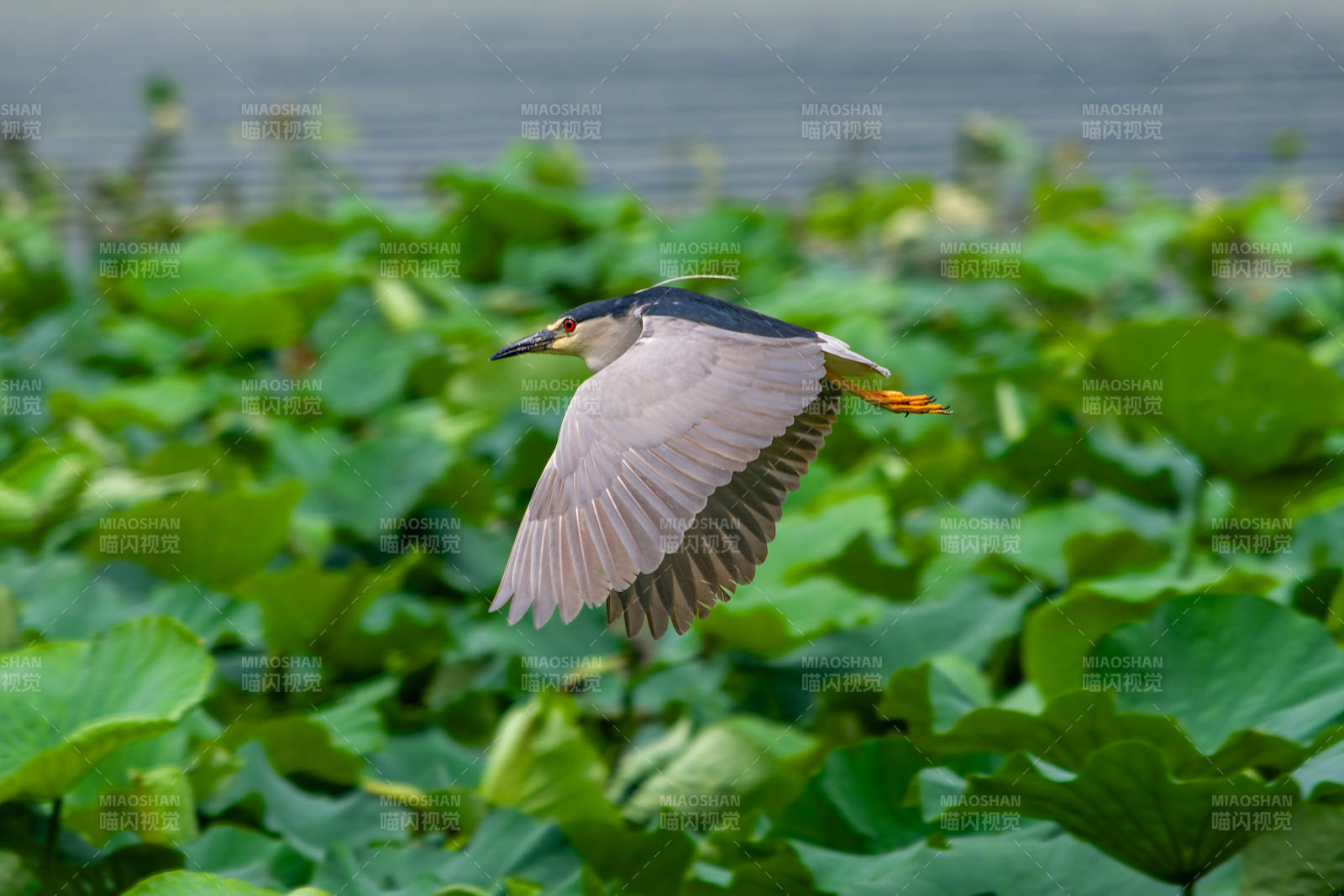 荷塘夜鹭展翅飞
