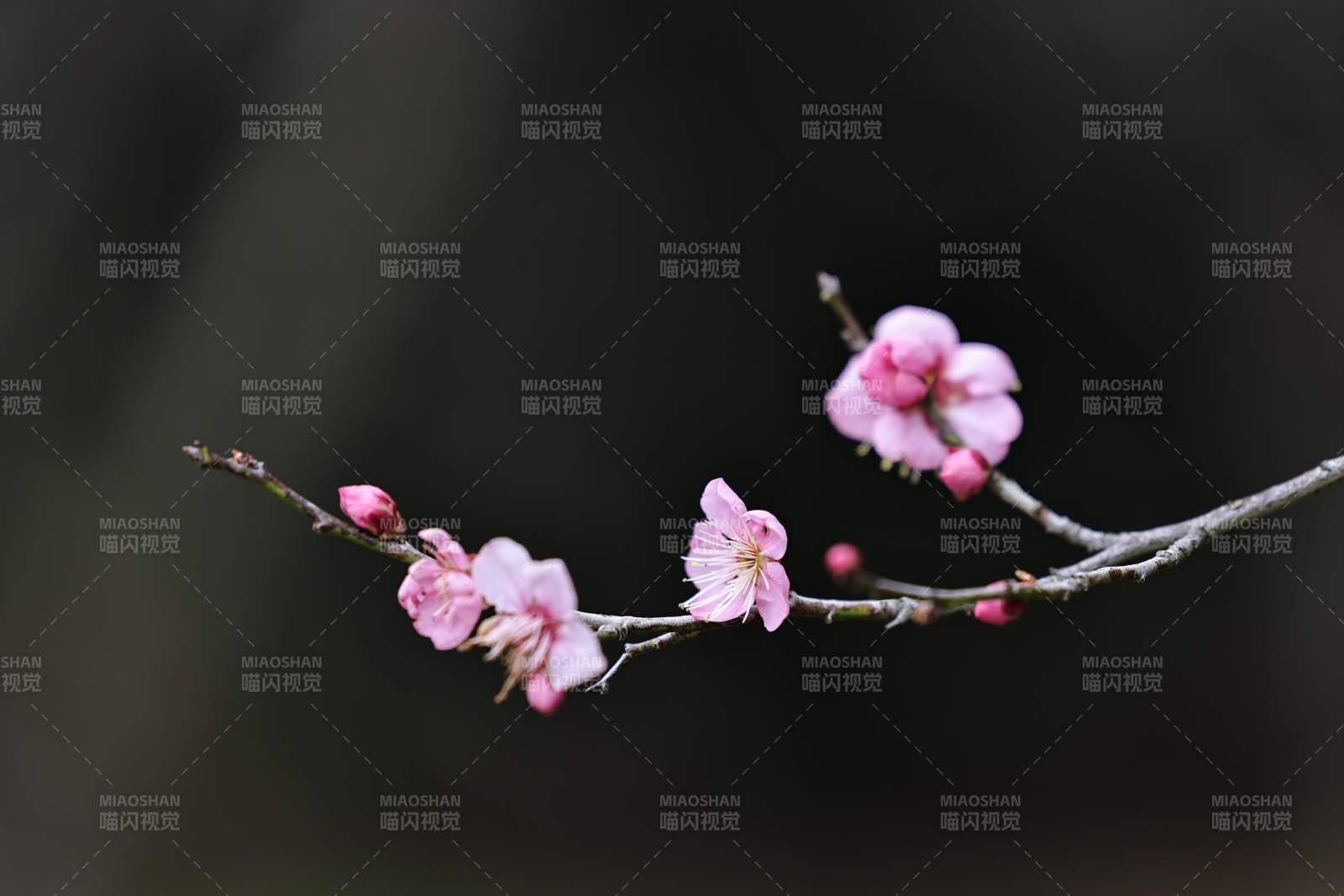 梅花綻放 靜謐之美