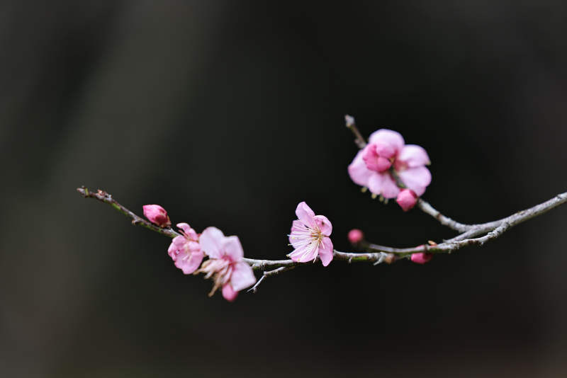 梅花绽放 静谧之美