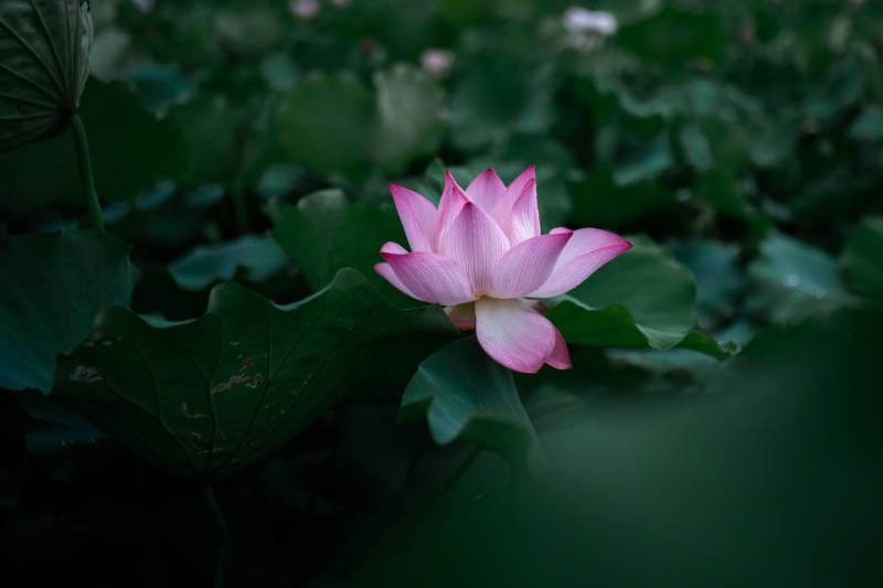 池中莲花静谧绽放