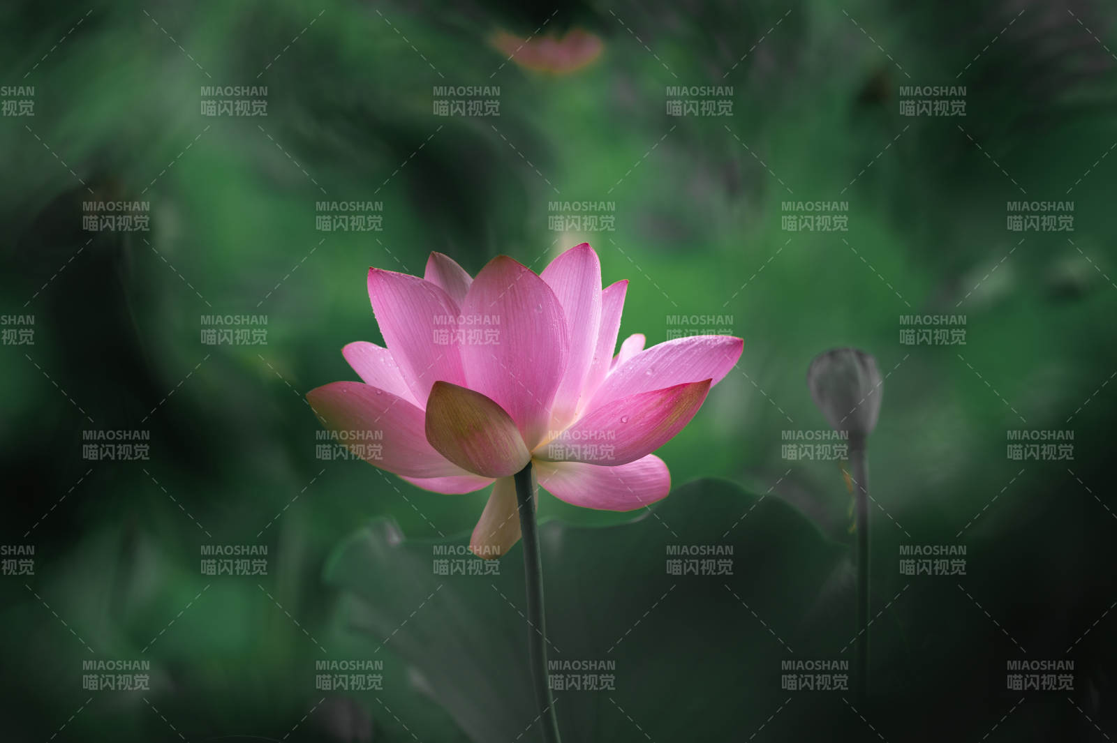 靜謐池塘中的蓮花綻放