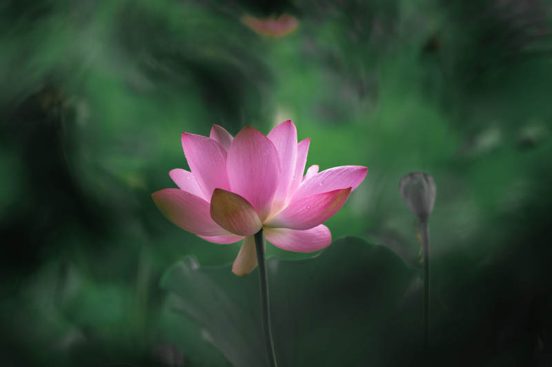 静谧池塘中的莲花绽放